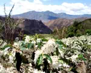 Ethiopa Yirgacheffe Filtre Kahve Satın Al | Colombia Narino Supremo Kahve Satın Al - Colombia Narino Supremo Özellikleri