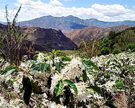 7 Ethiopa Yirgacheffe Filtre Kahve Satın Al | Colombia Narino Supremo Kahve Satın Al - Colombia Narino Supremo Özellikleri