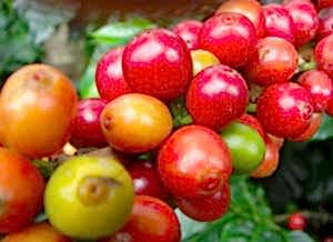 Kahve Lekesini Çıkarmanın Yöntemleri | Guatemala El Jaguar Kahvesi: Guatemala'nın İncisi - Guetemala El Jaguar Kahvesi Satın Al - Guatemala El Jaguar Özellikleri