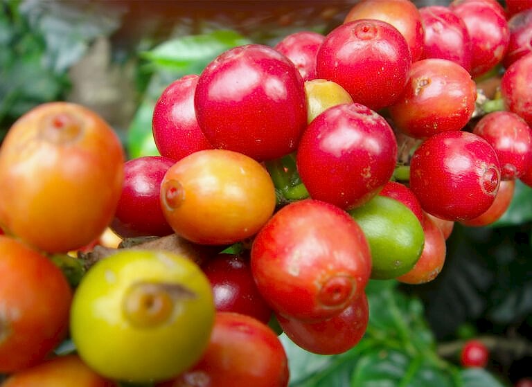 5 Kahve Lekesini Çıkarmanın Yöntemleri | Guatemala El Jaguar Kahvesi: Guatemala'nın İncisi - Guetemala El Jaguar Kahvesi Satın Al - Guatemala El Jaguar Özellikleri