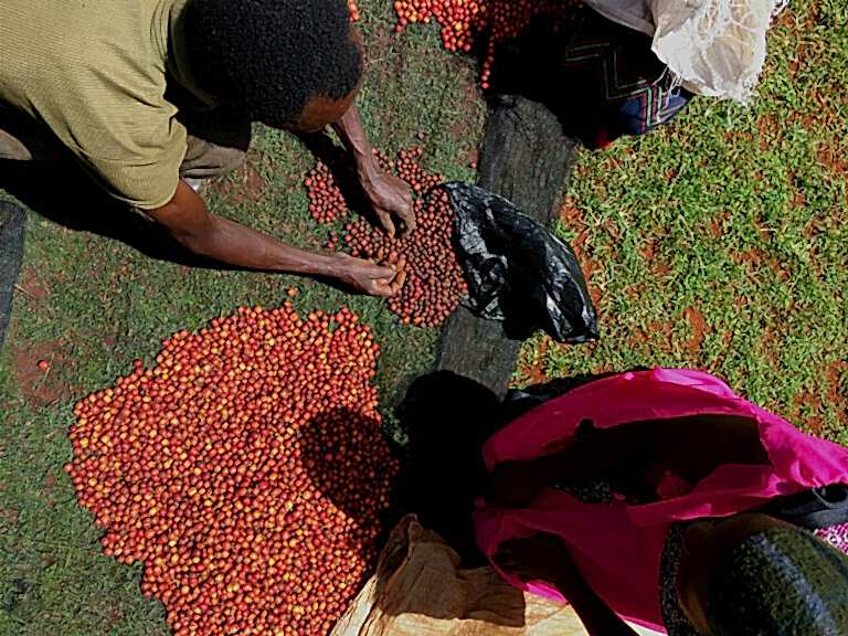 3 Daha Sert Kahve Demlemek | Kenya AA Filtre Kahve Satın Al