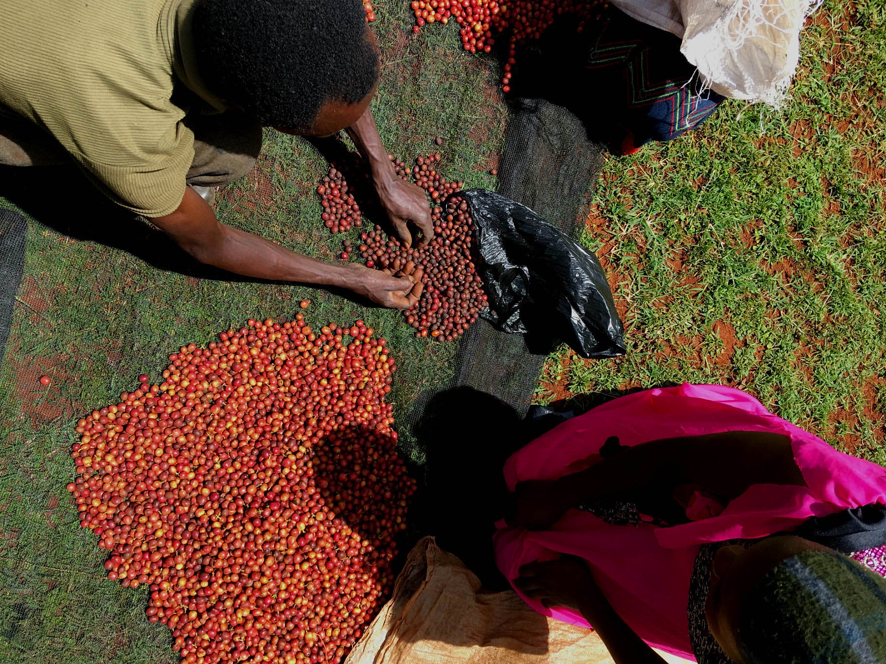 Daha Sert Kahve Demlemek | Kenya AA Filtre Kahve Satın Al