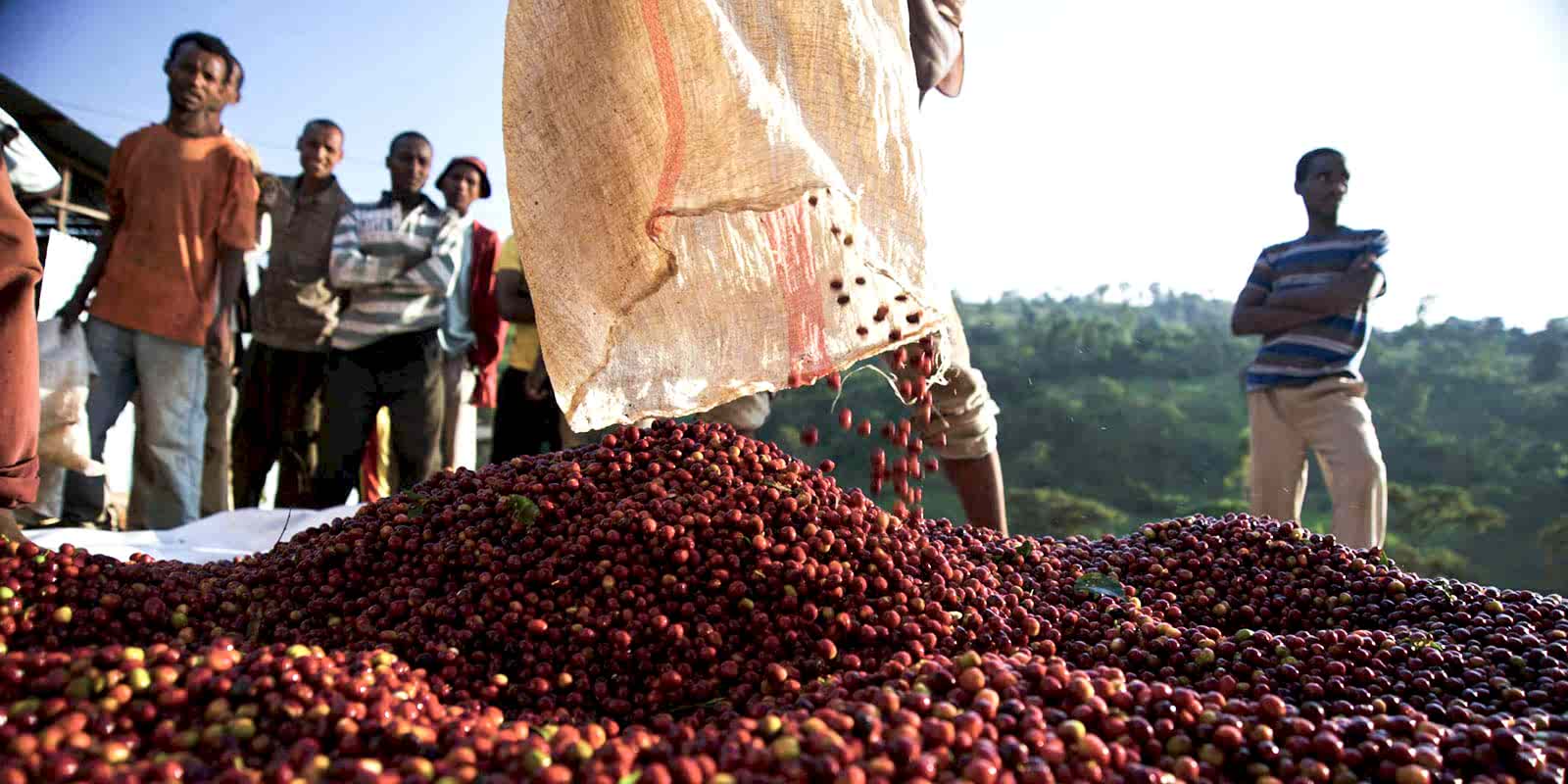 Kolombiya Kahvesi Satın Al