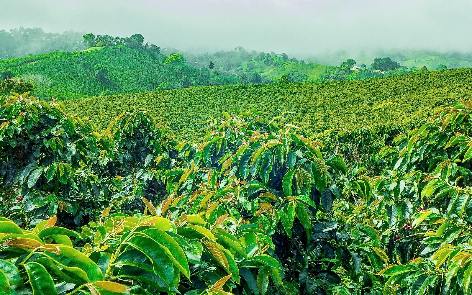 1 Guetemala Kahvesi Satın Al - Yeşil Kahve Faydaları