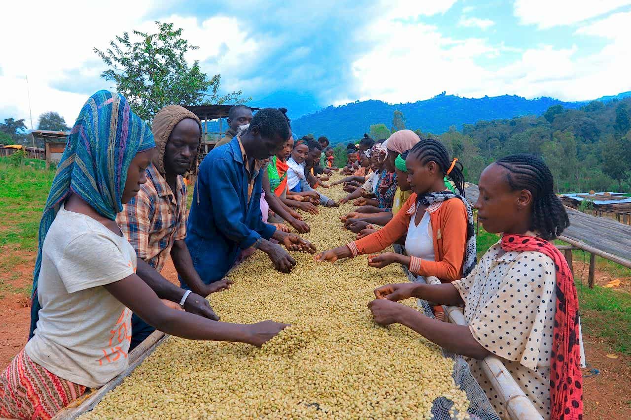 1 Kahve İçmek Zayıflatır mı? Ethiopia Yirgacheffe Aricha - Ethiopia Yirgacheffe Gedeb Kahvesi Satın Al